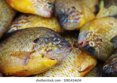 Pumpkinseed Sunfish Closeup