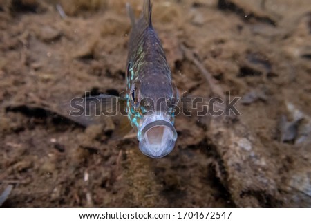 Pumpkinseed Sunfish guarding its spawning site in a lake in north Quebec, Canada.