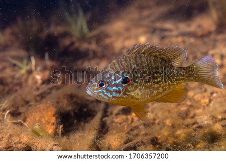 Pumpkinseed Sunfish guarding its spawning site in a lake in north Quebec, Canada.