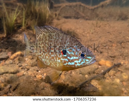 Pumpkinseed Sunfish guarding its spawning site in a lake in north Quebec, Canada.