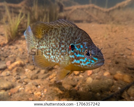 Pumpkinseed Sunfish guarding its spawning site in a lake in north Quebec, Canada.