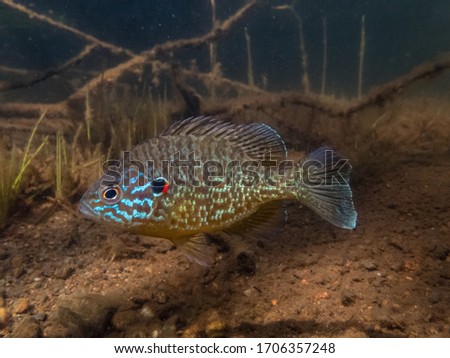 Pumpkinseed Sunfish guarding its spawning site in a lake in north Quebec, Canada.
