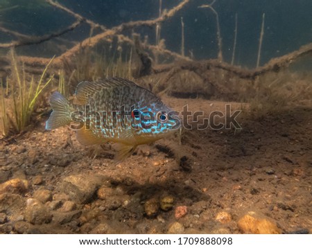 Pumpkinseed Sunfish guarding its spawning site in a lake in north Quebec, Canada.