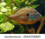 pumpkinseed sunfish (in german Gemeiner Sonnenbarsch also Kürbiskernbarsch) Lepomis gibbosus
