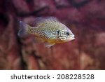 A pumpkinseed sunfish, Lepomis gibbosus, a freshwater fish living in warm lakes