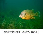 Pumpkinseed Sunfish swimming in a inland lake in North America