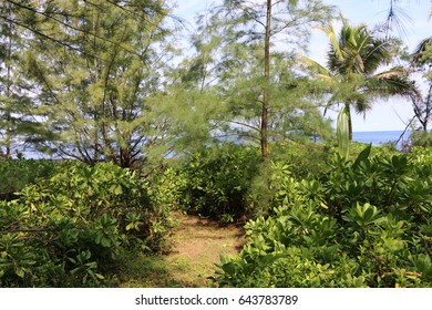 Puna Coast Hiking Trails