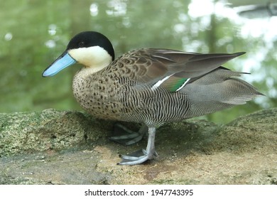 Puna Teal (Spatula Puna); Adult Duck In Aviary