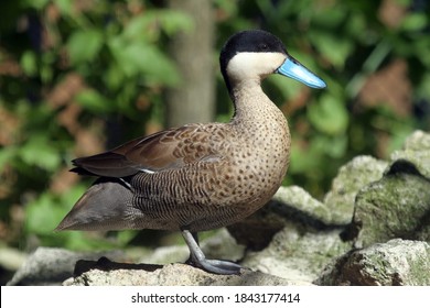 Puna Teal (Spatula Puna); Captive Duck