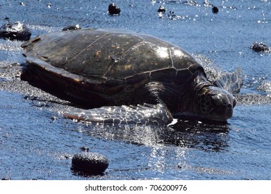 Punaluu Sunbathing Turtle