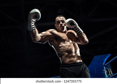 Boxer Hd Stock Images Shutterstock