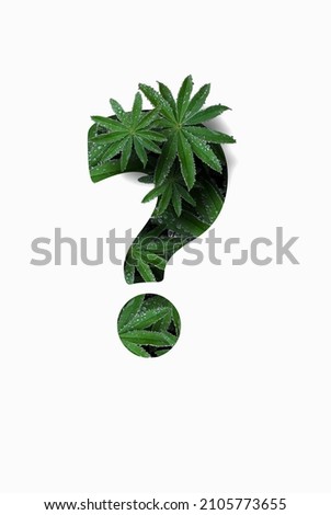 Punctuation marks are a question mark isolated on a white background. Stylized as a collage of a photo of a lupin flower leaf. Concept: graphic design decorated with decorative font.