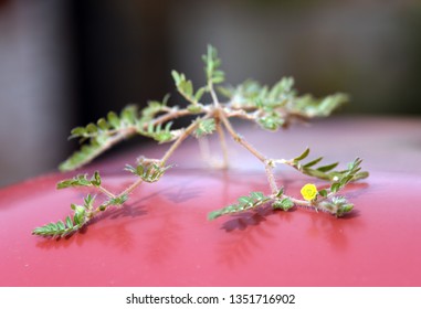 Puncturevine Plant (tribulus Terrestris) With Yellow Flower