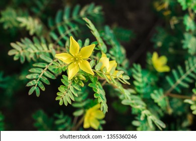 Puncturevine, Tackweed, Caltrop, Devil Thorn, Devil Weed, Bullhead Or Bindii With Yellow Flowers In Nature Garden