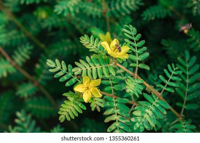 Puncturevine, Tackweed, Caltrop, Devil Thorn, Devil Weed, Bullhead Or Bindii With Yellow Flowers In Nature Garden