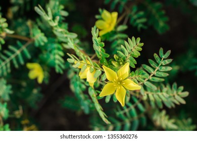 Puncturevine, Tackweed, Caltrop, Devil Thorn, Devil Weed, Bullhead Or Bindii With Yellow Flowers In Nature Garden