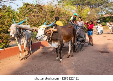 Pune, India - January 13 2019: People riding a bullock cart at a village near Pune India.