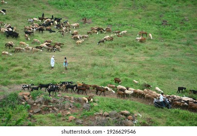 Pune, India – Oct 08,2020: Farmers taking a flock of goats out for gazing in an large field   