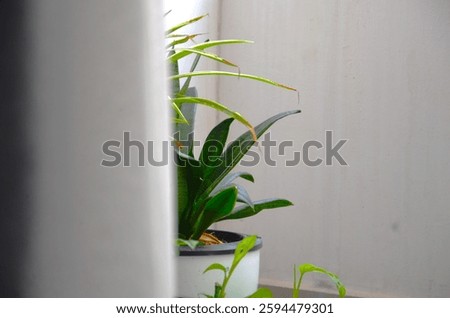 A punga tree in a pot placed near the balcony