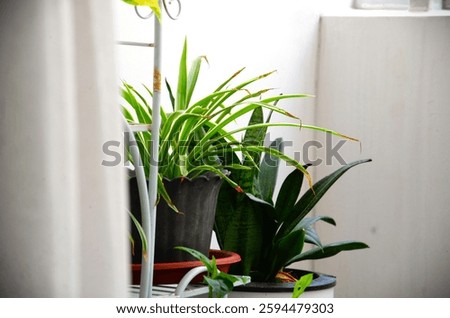 A punga tree in a pot placed near the balcony