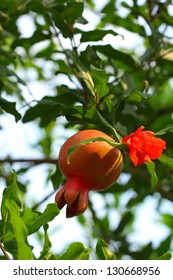 Punica Granatum Fruit