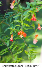 Punica Granatum Nana Flowers 