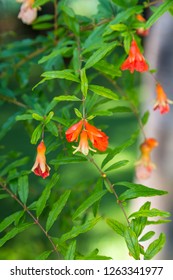 Punica Granatum Nana Flowers 