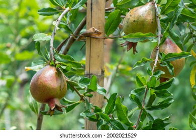 Punica High Res Stock Images Shutterstock