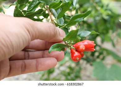 Punica Granatum  Pomegranate Flowers Farmer