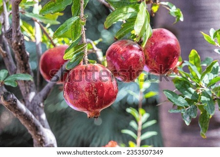 Punica granatum, the Pomgranate, fruits on a tree,Morocco