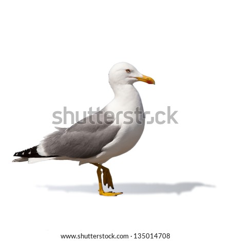Punished. Seagull standing on one foot isolated on white background