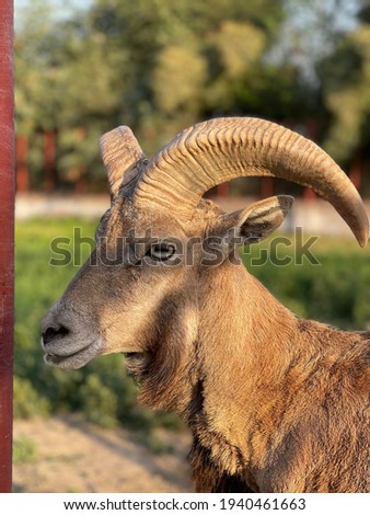 Punjab Urial at Dab Stud Farm satiana.