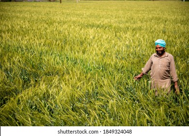 Punjab/India- March 20 2017: A Farmer Rejoicing Lush Green Field In Jalandhar