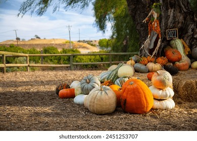 Punking Patch and Fall Colors