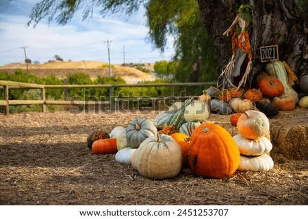 Punking Patch and Fall Colors