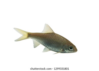 56 Indian river barb Images, Stock Photos & Vectors | Shutterstock