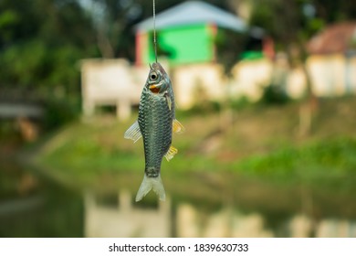 Puntius Or Cypriniformes Or Cyprinidae. Putti Fish In The Hook