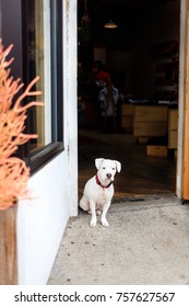 A Pup Hangs Out In A Small Store On The Streets Of Silver Lake, Los Angeles. 