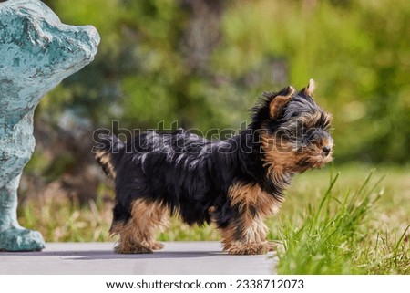 Pup of mini Yorkshire Terrier