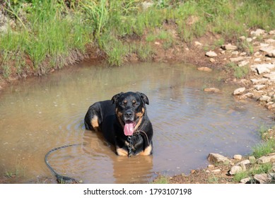 A Pup Taking A Breather In A Muddy Puddle