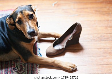 Pup In Trouble After Eating Shoe