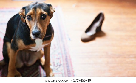 Pup In Trouble After Eating Shoe