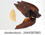 The pupa of a beetle from the Curculionidae family, genus Anthonomus. Commonly called Weevils, snout beetles or true weevils. For example boll or strawberry blossom weevil.