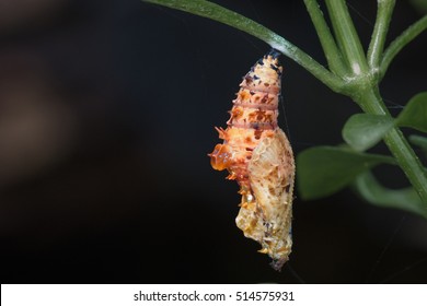 Pupa of the butterfly
