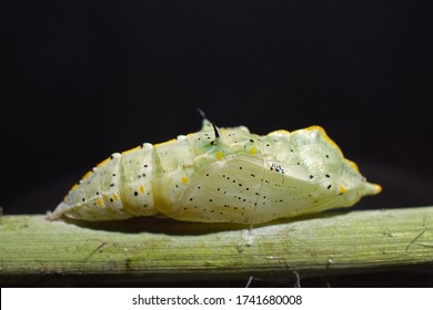 pupa of the cabbage white butterfly