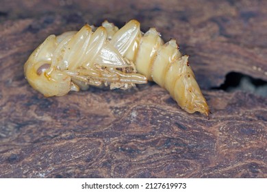 Pupa Of Darkling Beetle (Zophobas Morio) On Wood.