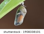 A pupa hanging under the leaf.At Taichung city, Taiwan.In November 2020.