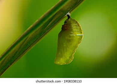 A pupa hanging under the leaf. At Taichung city, Taiwan.In October 2020.