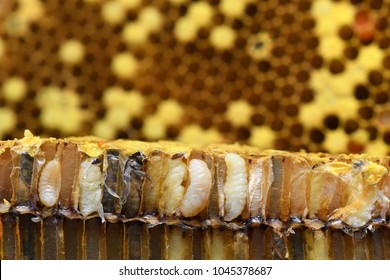 Pupa Honey Bee In Bee Hive.