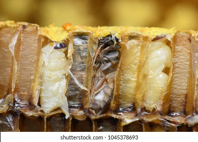 Pupa Honey Bee In Bee Hive.